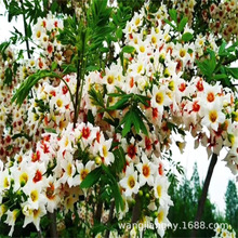 �G����ľ�Ĺڹ����� ���l�Ĺڹ�С��  �Ĺڹ���Ԫ�� ͥԺ�̨�Nֲ