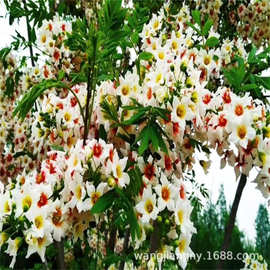 绿化苗木文冠果树苗 批发文冠果小苗  文冠果状元树 庭院阳台种植