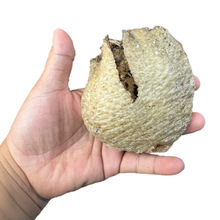 货源海刺猬皮海胆皮鸡泡鱼皮煲汤材料刺鱼皮刺龟皮批发