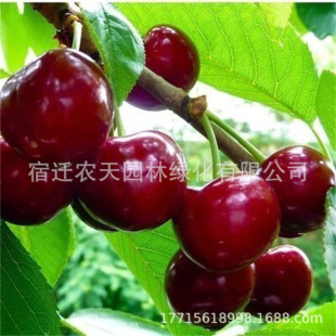 ��Ʒ�N���m�ؙ�����޽ә��Ҙ��箔��Y����������Ϸ������Nֲ