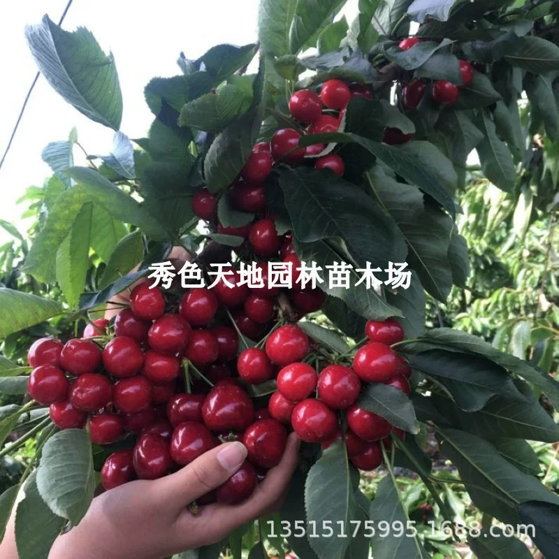 Саженцы фиолетовой песчаной вишни для балкона, подходят как для южных, так и для северных садов, саженцы низкорослой большой вишни, саженцы с черной жемчужиной.