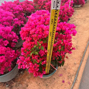 Bougainvillea Double-Flowered Balcony Potted Plants, Selected Strong Seedlings, Climbing Plants, Indoor and Outdoor Four-Season Flowering Seedlings, Balcony Florals