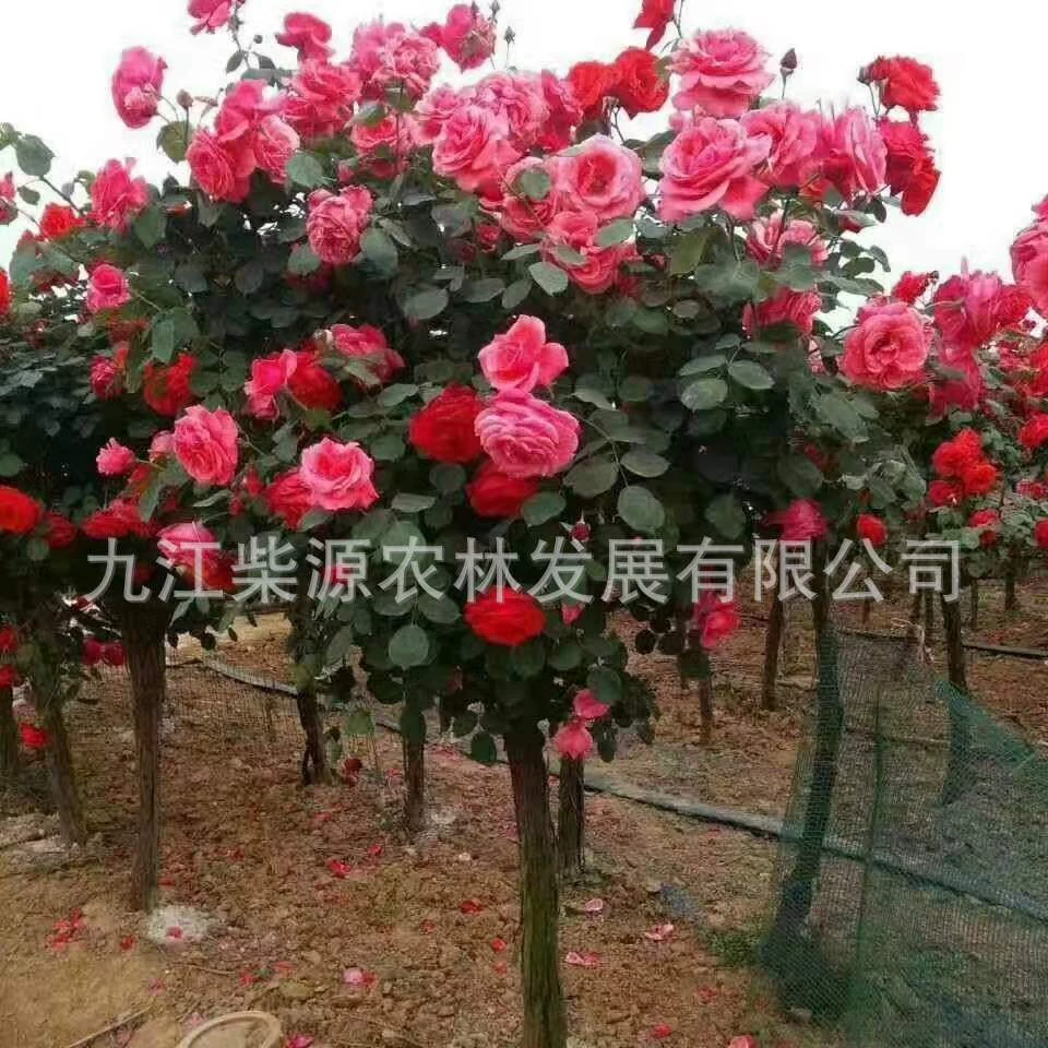 Роза высотой 120, роза в заборе, саженцы розы 1cm саженцев розы, саженцы розы в чашке, роза 4cm