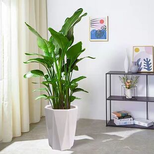 Internet Celebrity Bird of Paradise Indoor Potted Plant Large Living Room Green Plant Florals Large Leaf Plant Office Easy to Feed and Remove Formaldehyde