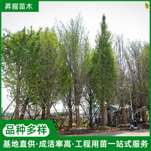 湖南批發大量白果樹銀杏樹園林道路綠化工程風景樹觀賞樹