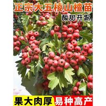 ���ڴ�����ɽ高�������Դ�����ϱ����ļ��NֲͥԺ���Ԯ���Y��