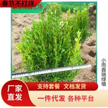 һ�����l��Ƥ�S��V�|ȸ���S��ܛ֦�ز����͘���GֲС��