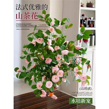 ɽ�軨ˮ��ֲ���҃Ȏ������r��֦�r�����Կ͏d�k�������滨�ܾGֲ