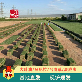Real Lawn Taiwan Grass Block Taiwan Grass Roll Guangdong Real Grass Resistant to Trampling All Year Round Changchun Lawn Base Wholesale