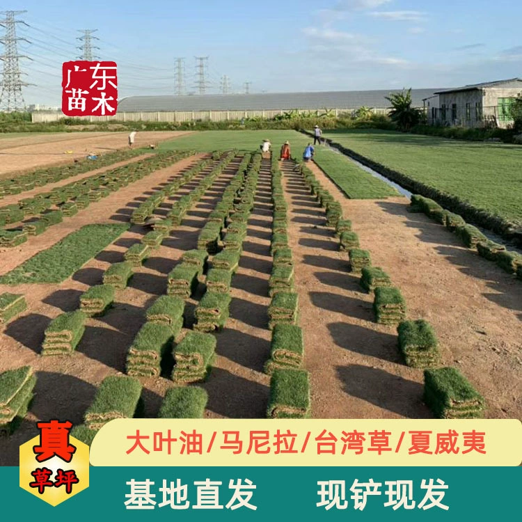 Искусственный газон из Тайваня: рулонный и блочный газон, устойчивый к наступанию на него, всесезонный, долговечный, оптом из Гуандуна