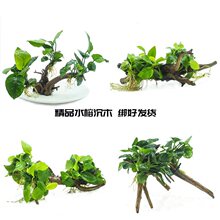 �~���쾰ˮ�ݻ��wˮ�ź��B�û�ݸ��b�ľ���˵�ˮֲ��С�͘���