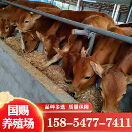 农村养殖肉牛鲁西黄牛价格 改良鲁西黄牛肉牛苗 西门塔尔牛活体