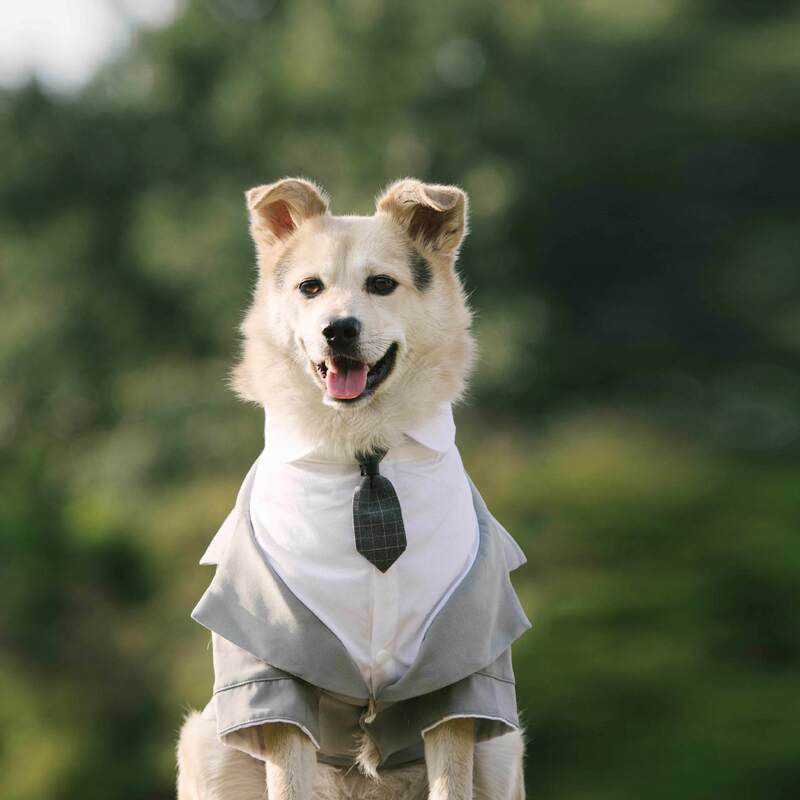 Pet Suit Dog Dress Tuxedo Wedding Pet Dress Fake Two-piece Set with Tie Set Corky Chai