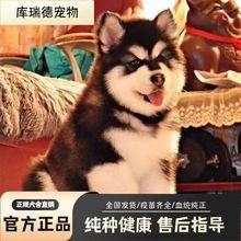 阿拉斯加幼犬活体纯种阿拉斯加雪橇犬护卫犬巨型大型活物出售宠物