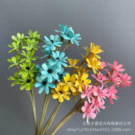 瓜子花云南手工干花花束家居装饰摆件用品ins风拍摄摆件diy材料