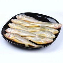 小黃魚冷凍黃花魚真空小黃魚三去黃花魚干燒黃魚串餐飲食材500克