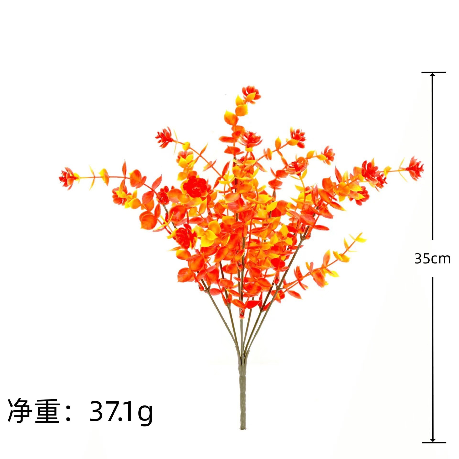 일몰 유칼립투스 동백