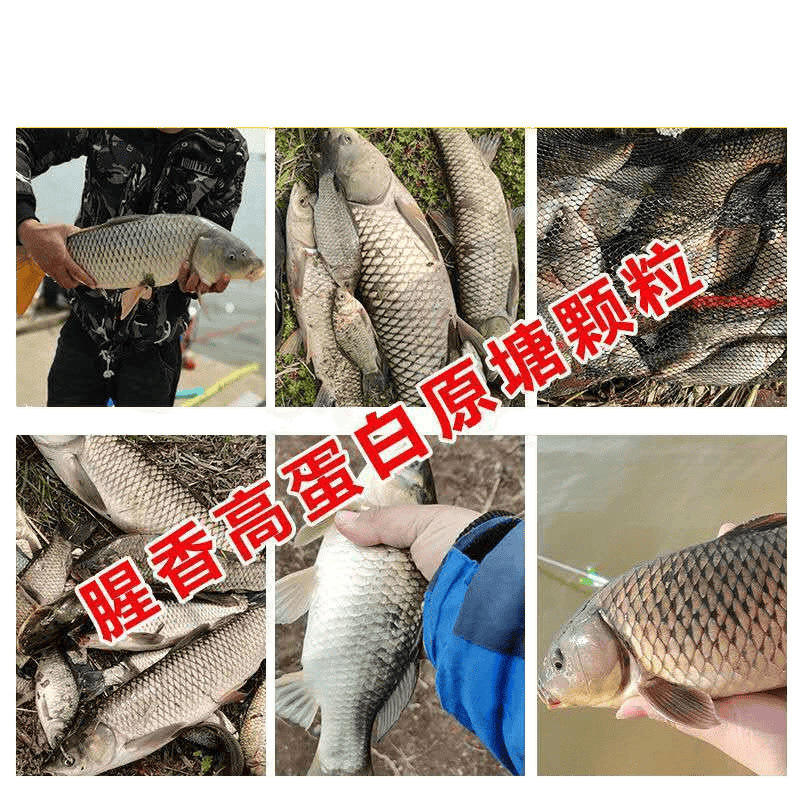 Jinyuantang顆粒、四季顆粒、鯉釣り、鯉釣り、フナ釣り、黒坑、ルーファン釣り、大物卸売工場|undefined
