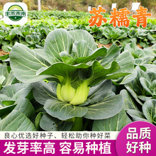 苏糯青 青梗菜类菜籽厂家发货品质菜种上海青油麦菜家种大田种子