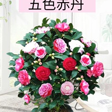 ɽ軨Ԏɫ൤ֲ҃ȺB軨ļ_