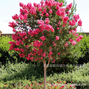 �@�־G����ޱ���� ͥԺ�����b��^�p��ľ Ҏ���������������ޱ��