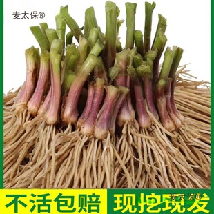 ��²˸��N��ʳ��900�w�����Ų��҃����߲˿�ʳ�����Ի�����̫��