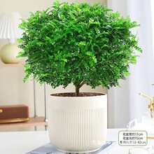 防驱蚊草清香木盆栽胡椒老桩室内绿植好养植物阳台花卉盆景苗