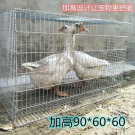 兔笼大号鸡笼家用鸽子养殖笼镀锌铁丝笼运输笼鹌鹑笼宠物兔笼大号