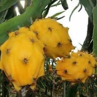 �������l��C���� ��������϶ࠖ�SƤ�������� �S������Ǥ����