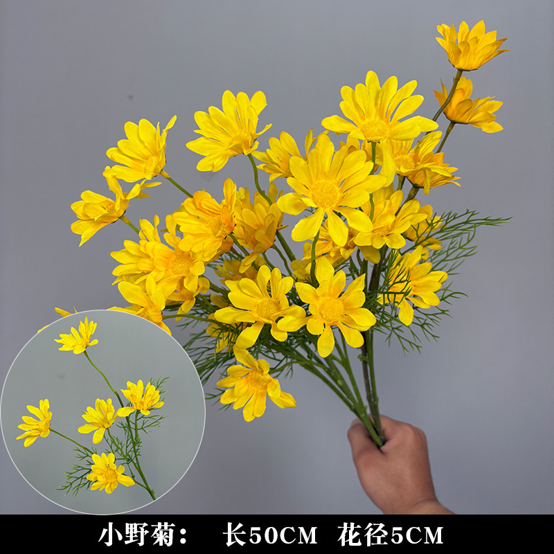 5 작은 야생 국화