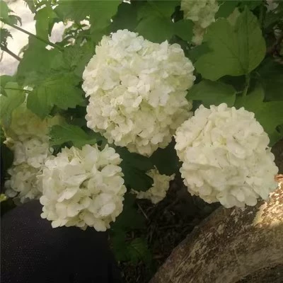 Большой Цветок Семена Гортензии Четыре Сезона Цветущий Балкон Двор Пейзаж Посадка Древесины Гортензии Зеленое Растение Горшечные Семена Цветов