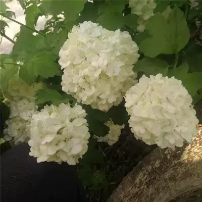 大花绣球花种子四季开花阳台庭院造景种植木绣球绿植盆栽花卉种子