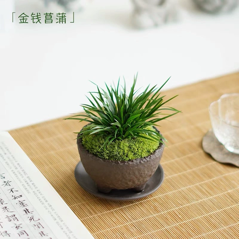 Деньги, каламус, бонсай, ландшафтный дизайн, гидропоника, украшенные камнем, декоративные растения, цветы и растения, микропейзаж, украшения для аквариума, зеленые растения Цзиху