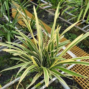 �m����߅���m�҃��ļ������ͺ��B�_����ȫ���Ի����Ї���