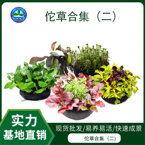 Tuo grass water Banyan fish tank water grass living plants real grass landscaping micro landscape lazy people easy to feed small Tuo of water grass wholesale
