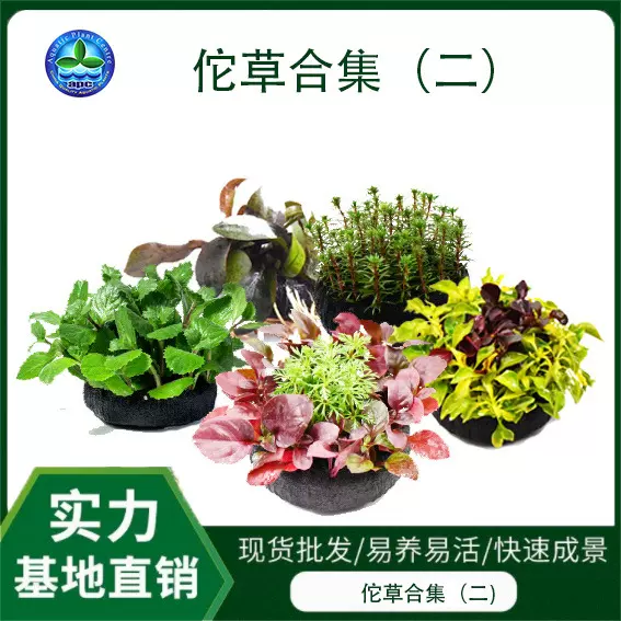 陀草水榕鱼缸水草活体植物真草造景微景观懒人易养活小坨水草批发