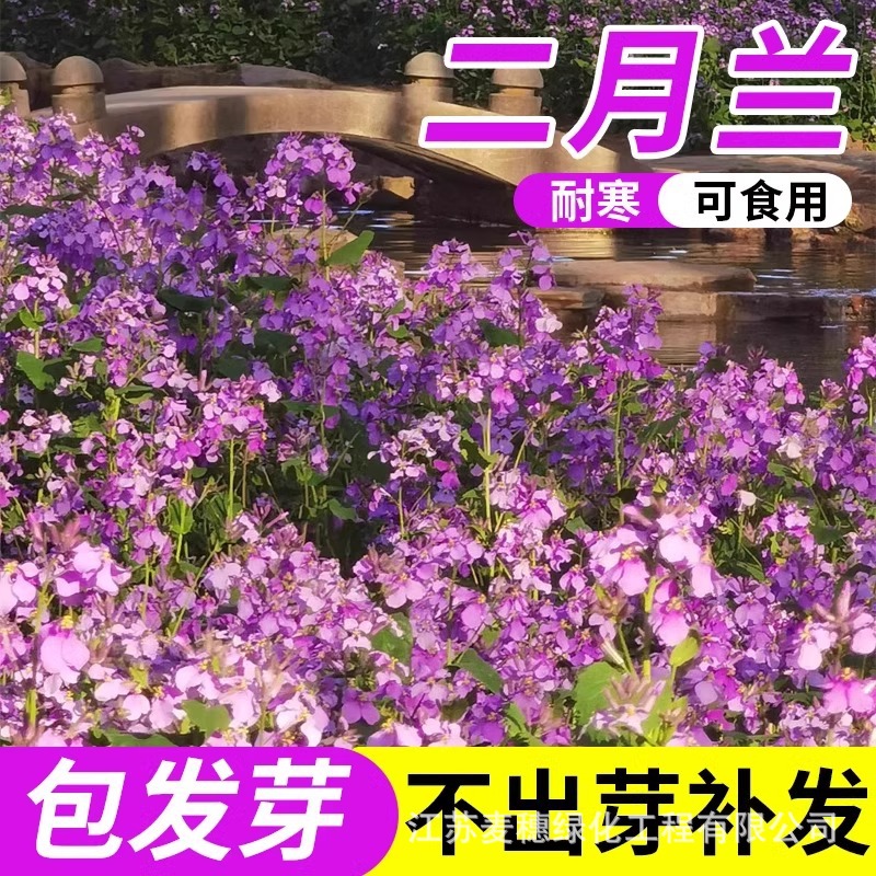 二月兰种子 耐寒耐荫春秋季播花卉籽绿化景观花绿肥诸葛菜种籽