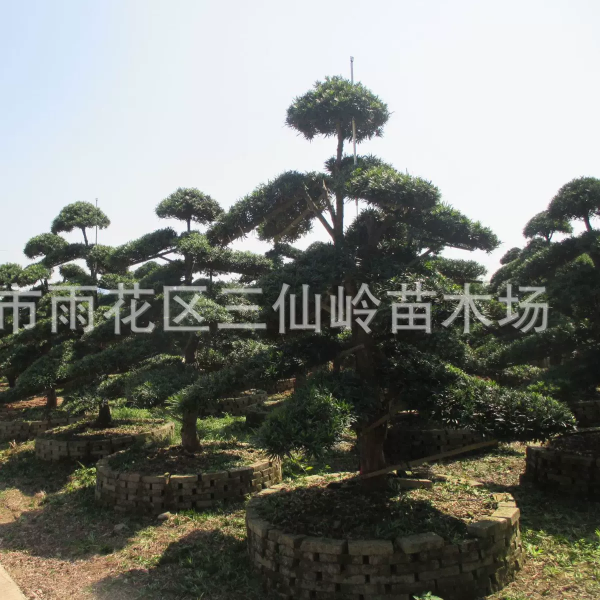 基地批发罗汉松 盆景罗汉松苗出售 园林绿化树苗 罗汉松树