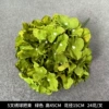 5 Hydrangea-Green