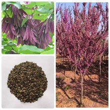 巨紫荆种子紫荆种子多花紫荆树种子洋紫荆加拿大宫粉紫荆种子