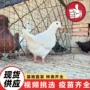 广场常年园林景区种鸽