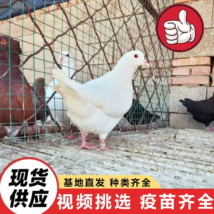 Разводческая ферма продает белогрудых царских голубей круглый год. Оптовые цены на голубей для садов и площадок для кормления.