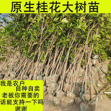 地栽桂花树苗大树原生八月金桂丹桂盆栽别墅庭院绿化苗木四季常青