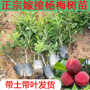 ���ڼ޽ӗ�÷�����÷���̿�|����÷����������Ϸ��Nֲ���I�B��