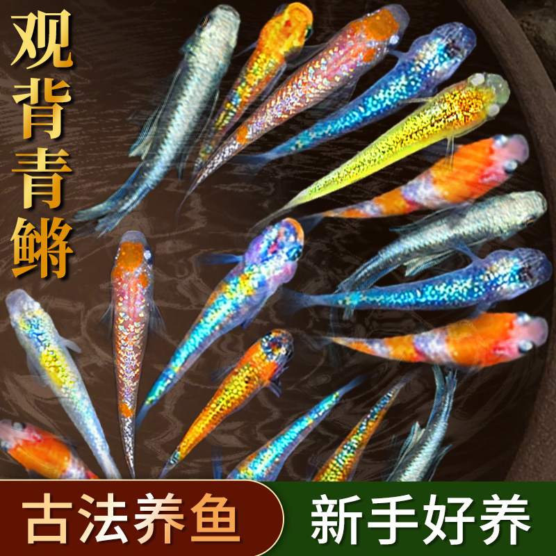 Green Medaka Fish Are Easy to Raise in Tap Water, Are Hardy Live Specimens, Premium Cold-Water Fish, Small Ornamental Fish for Ecological Tanks and Home Cultivation