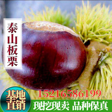 �޽Ӱ����籡��̩ɽ���������������������Ϸ������NֲͥԺ����