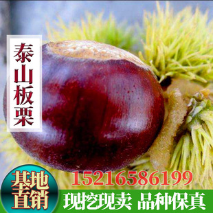 �޽Ӱ����籡��̩ɽ���������������������Ϸ������NֲͥԺ����