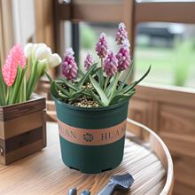 荷兰葡萄风信子种球土养水培盆栽四季阳台耐寒花卉多年生园艺种球