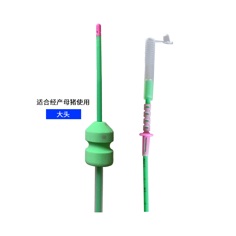 Vascular vascular deferente para cerdos importados de España, inseminación artificial profunda, vascular vascular deferente profundo, cerdo vascular vascular deferente