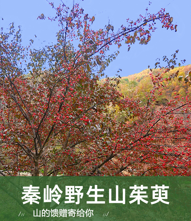 Shan Zhu Yu (Cornus officinalis) — Wild-Grown Pitted Dogwood Fruit, Sulfur-Free Dried Herb overview